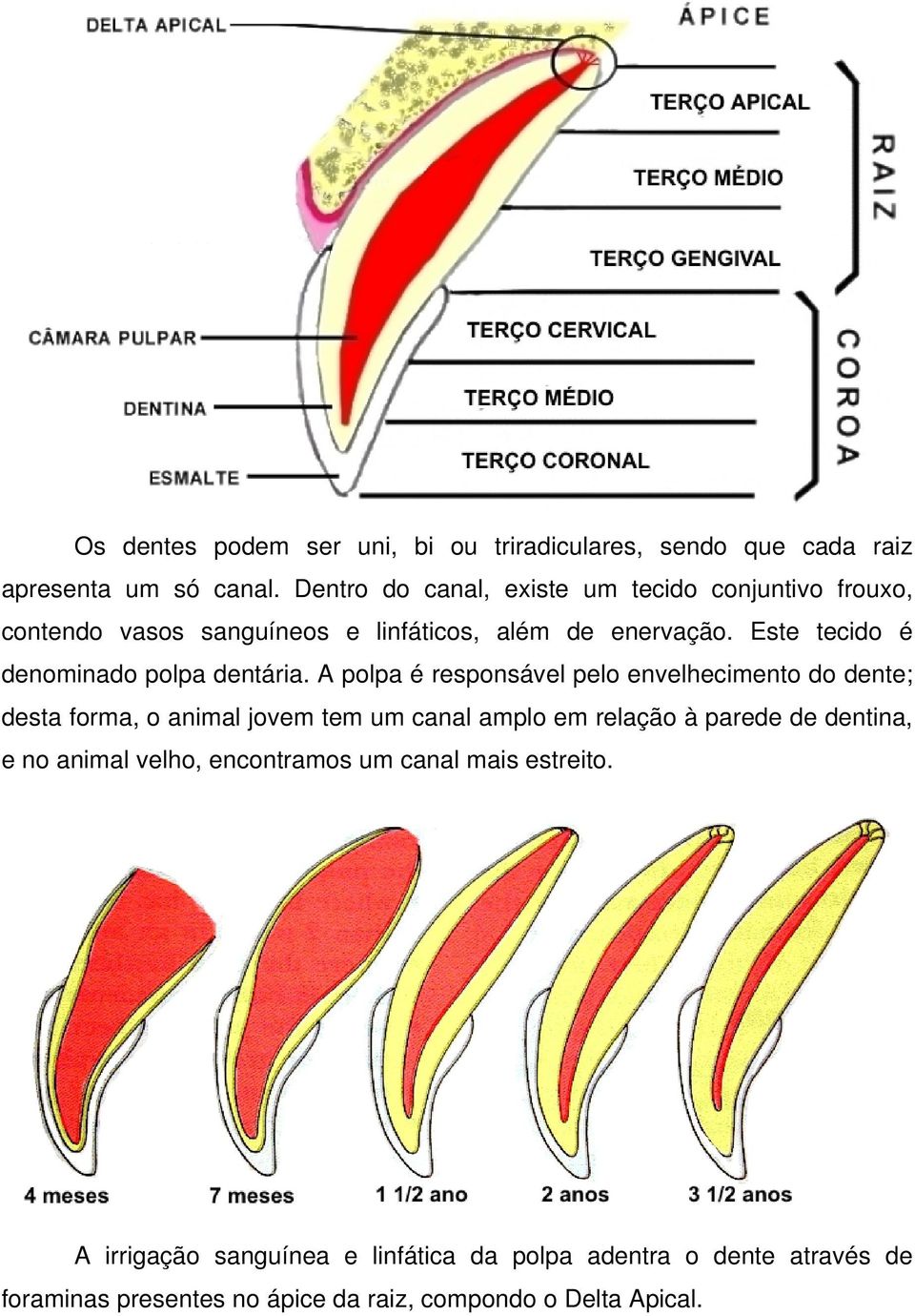 Este tecido é denominado polpa dentária.