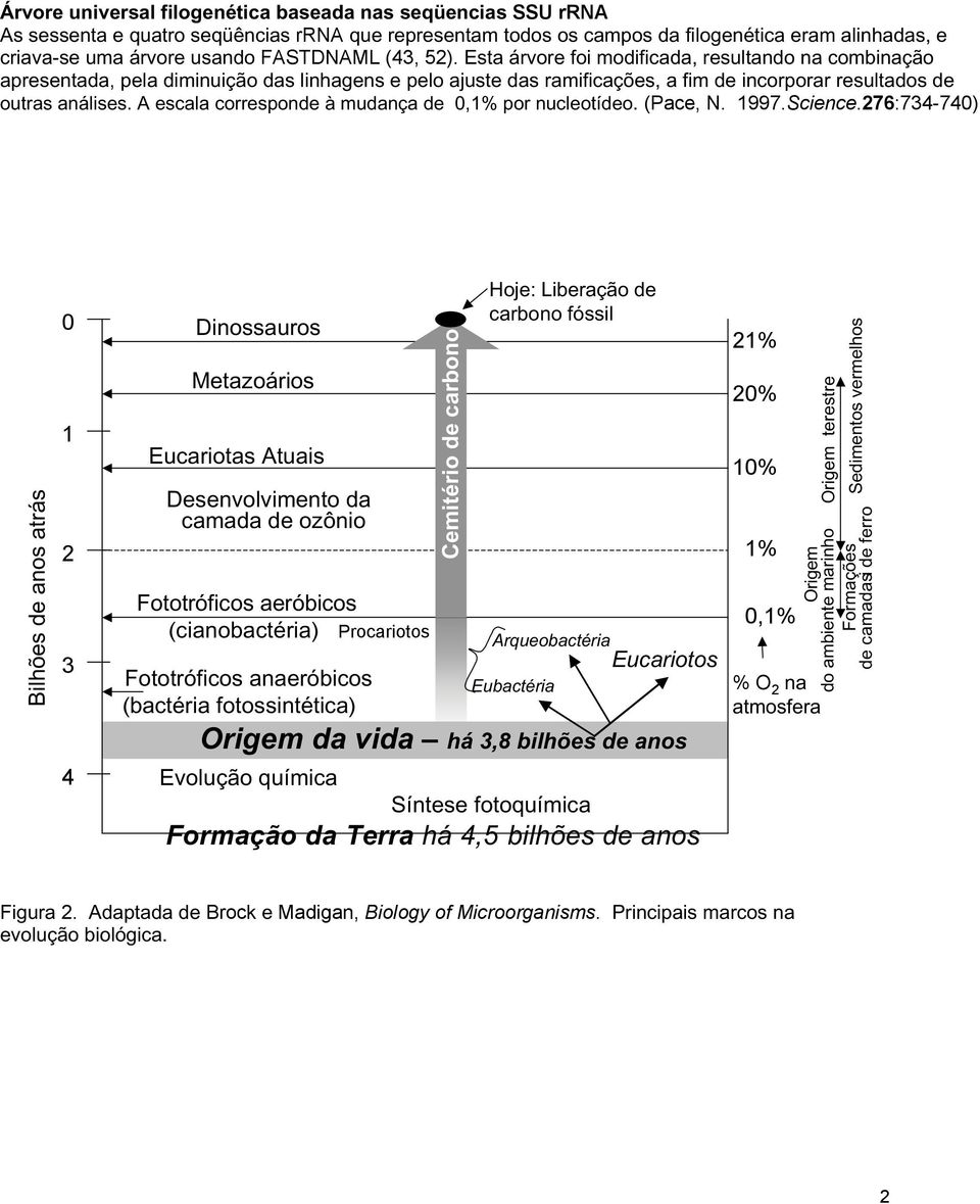 A escala corresponde à mudança de 0,1% por nucleotídeo. (Pace, N. 1997.Science.