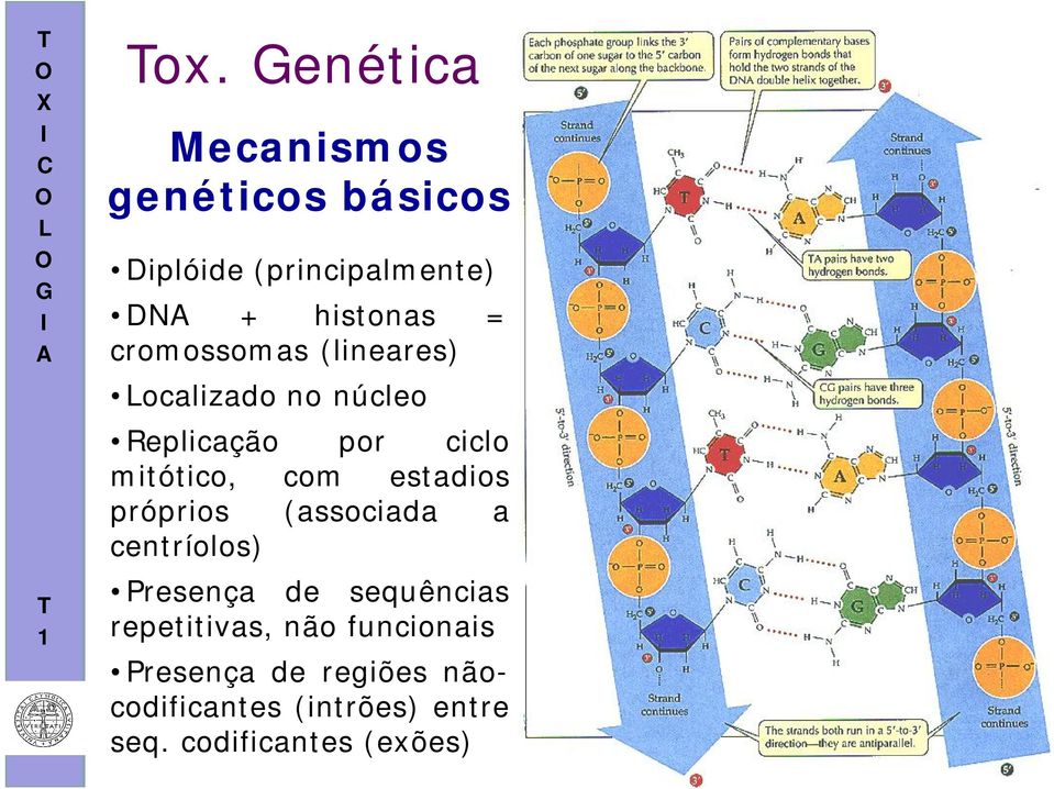 estadios próprios (associada a centríolos) Presença de sequências repetitivas, não