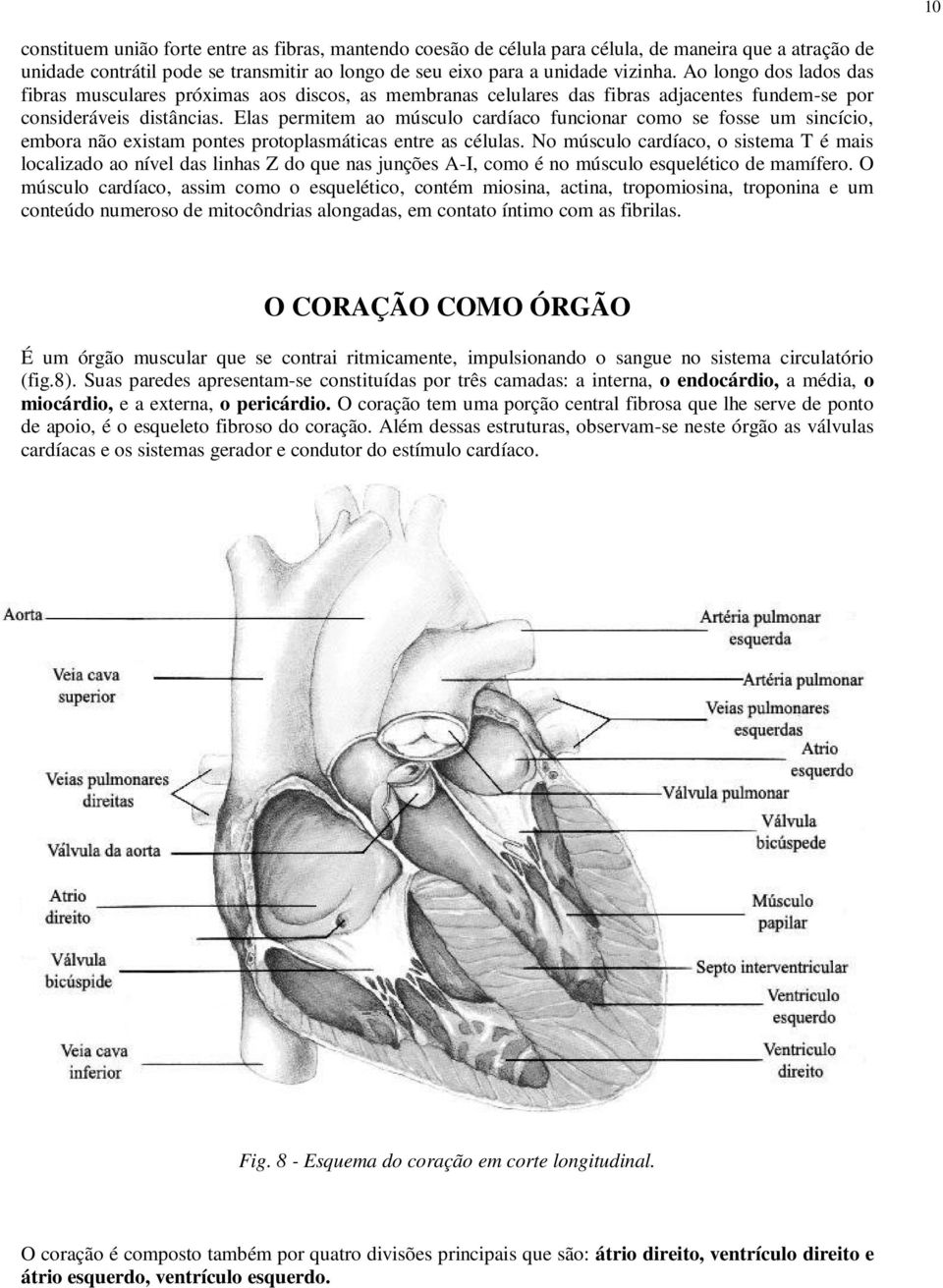 Elas permitem ao músculo cardíaco funcionar como se fosse um sincício, embora não existam pontes protoplasmáticas entre as células.