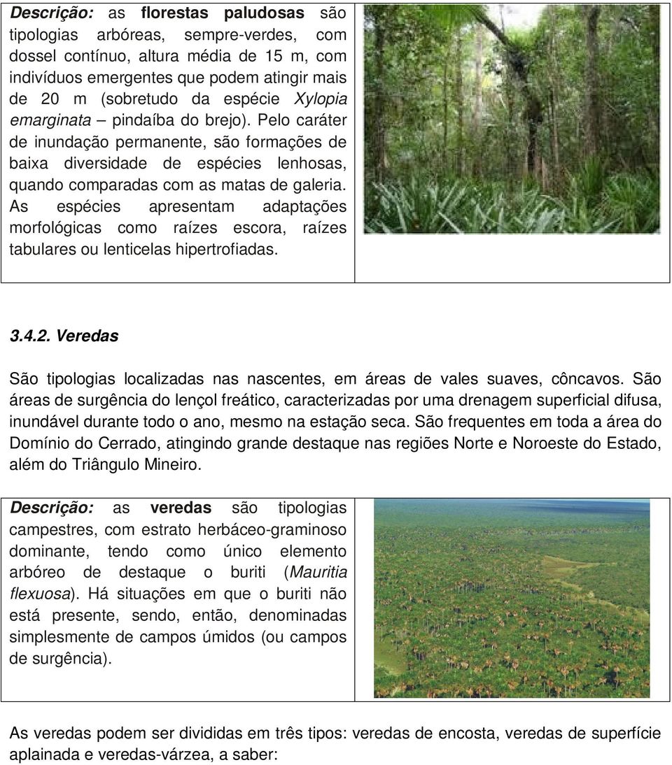 As espécies apresentam adaptações morfológicas como raízes escora, raízes tabulares ou lenticelas hipertrofiadas. 3.4.2.