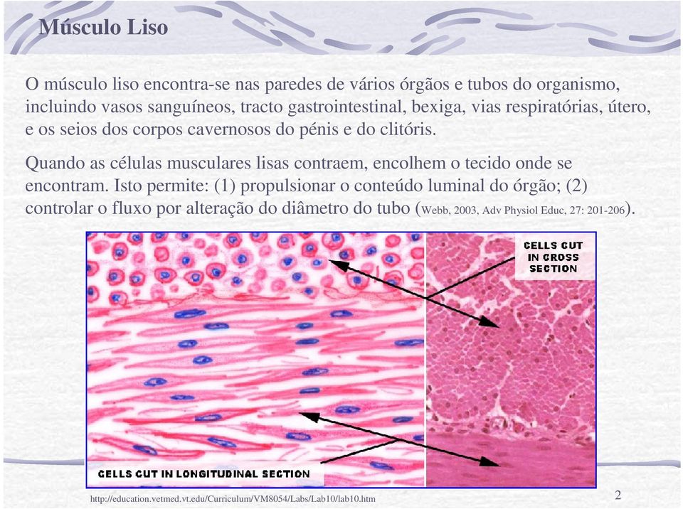 Quando as células musculares lisas contraem, encolhem o tecido onde se encontram.