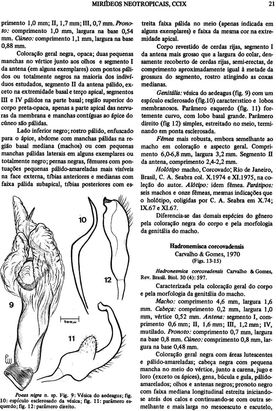 estudados, segmento II da antena palido, exceto na extremidade basal e tervo apical, segmentos IHI e IV palidos na parte basal; regiao superior do corpo preta-opaca, apenas a parte apical das