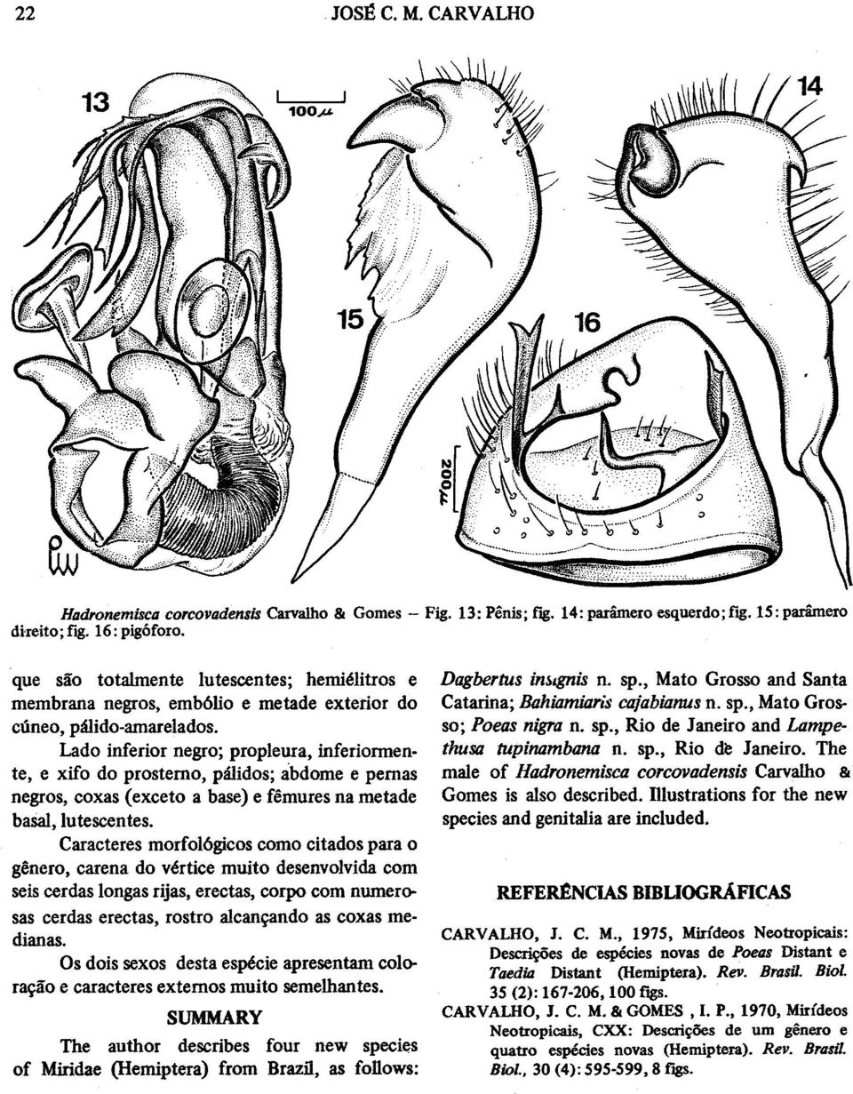 Lado inferior negro; propleura, inferiormente, e xifo do prosterno, palidos; abdome e pernas negros, coxas (exceto a base) e femures na metade basal, lutescentes.