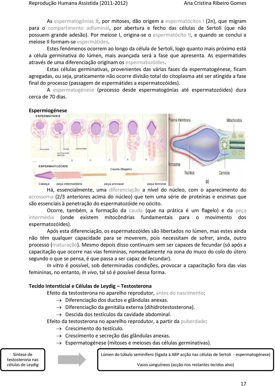 Estes fenómenos ocorrem ao longo da célula de Sertoli, logo quanto mais próximo está a célula germinativa do lúmen, mais avançada será a fase que apresenta.