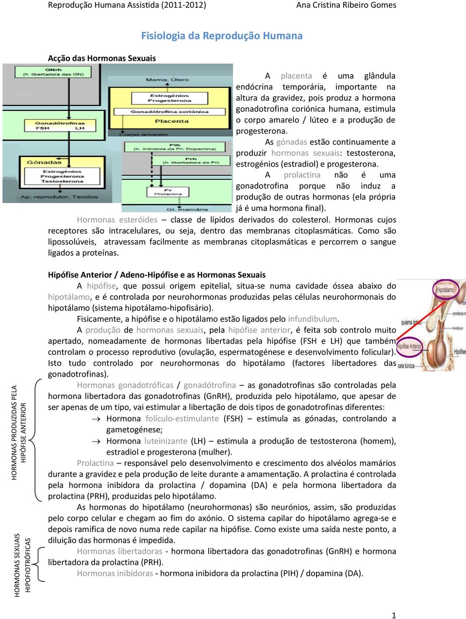 As gónadas estão continuamente a produzir hormonas sexuais: testosterona, estrogénios (estradiol) e progesterona.