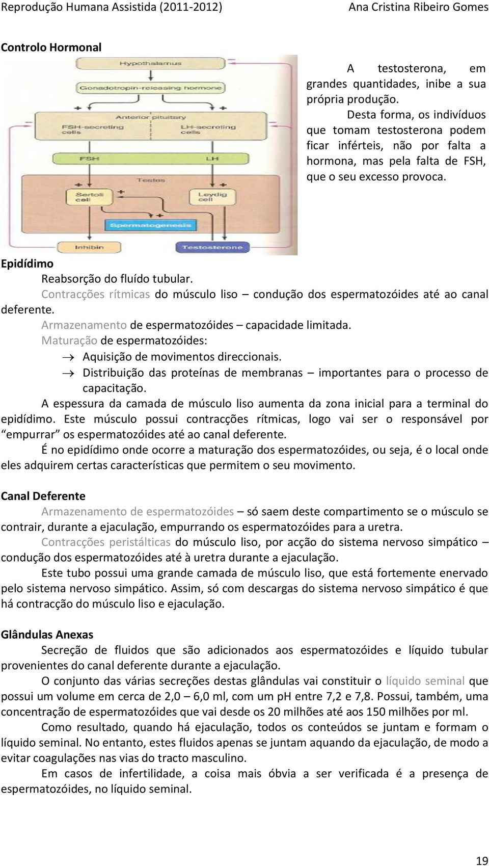 Contracções rítmicas do músculo liso condução dos espermatozóides até ao canal deferente. Armazenamento de espermatozóides capacidade limitada.