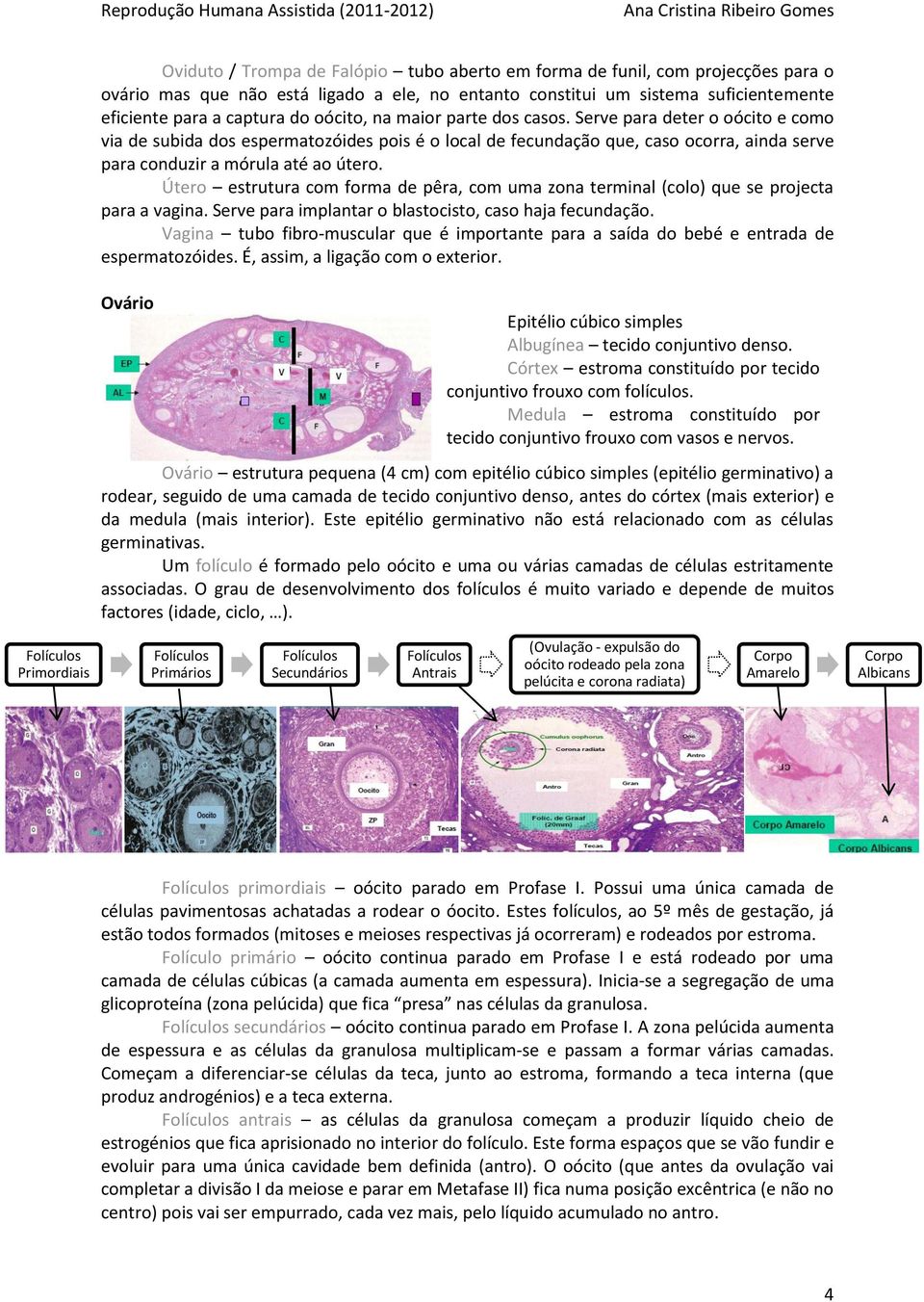 Útero estrutura com forma de pêra, com uma zona terminal (colo) que se projecta para a vagina. Serve para implantar o blastocisto, caso haja fecundação.