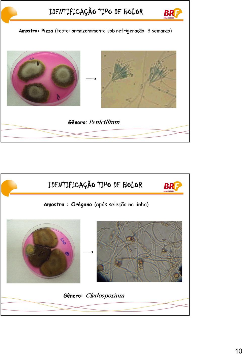 Penicillium IDENTIFICAÇÃO TIPO DE BOLOR Amostra :