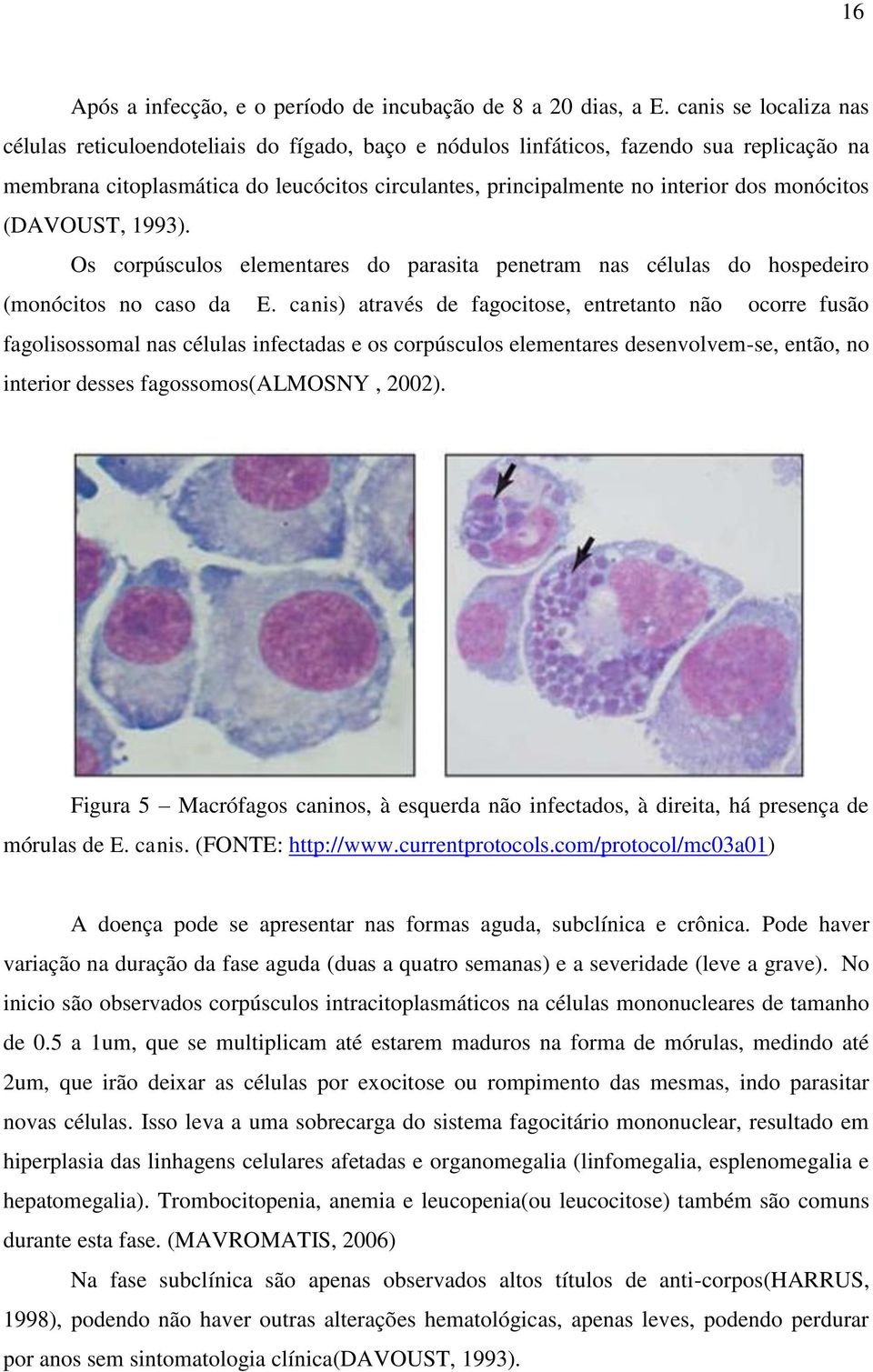 monócitos (DAVOUST, 1993). Os corpúsculos elementares do parasita penetram nas células do hospedeiro (monócitos no caso da E.