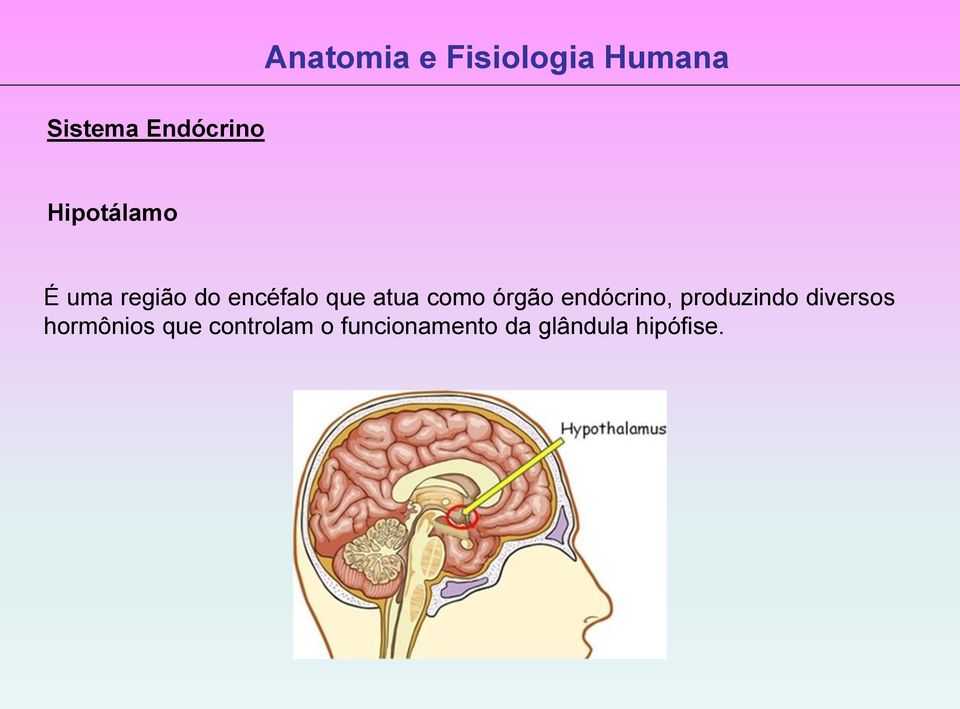 produzindo diversos hormônios que