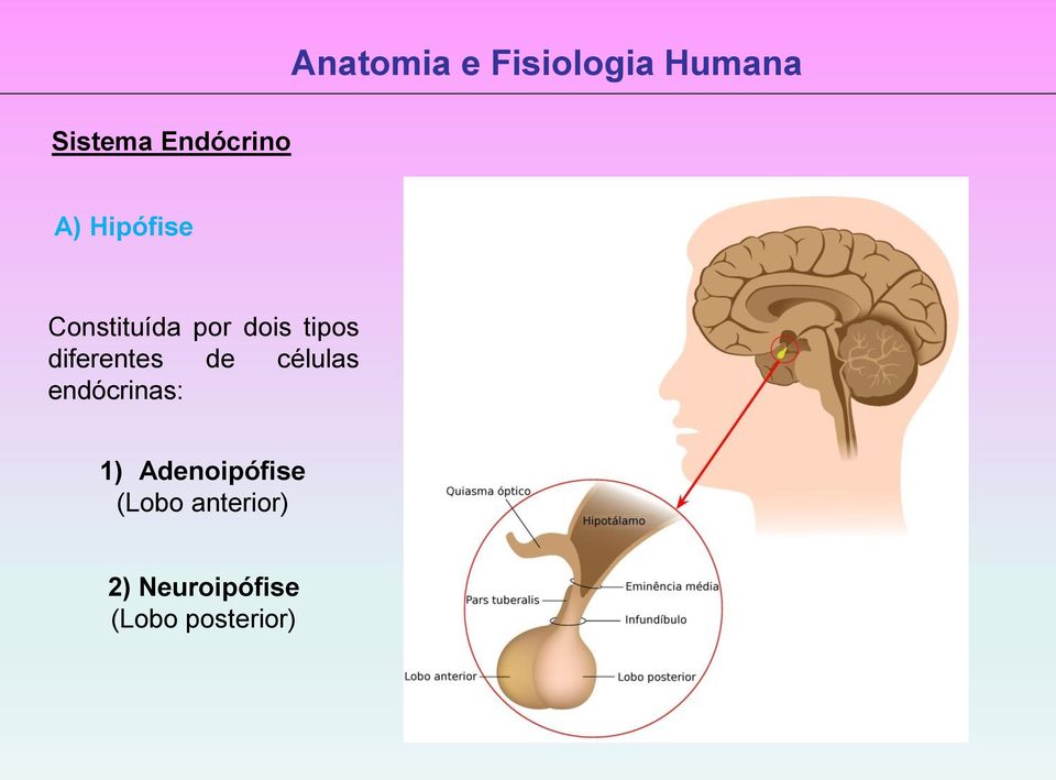 endócrinas: 1) Adenoipófise (Lobo