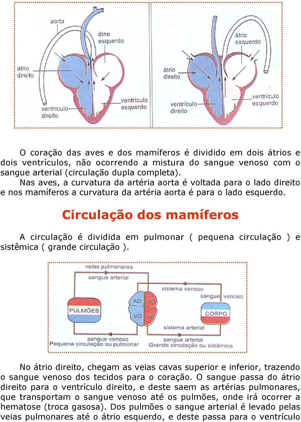 Circulação dos mamíferos A circulação é dividida em pulmonar ( pequena circulação ) e sistêmica ( grande circulação ).