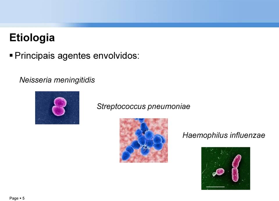 meningitidis Streptococcus