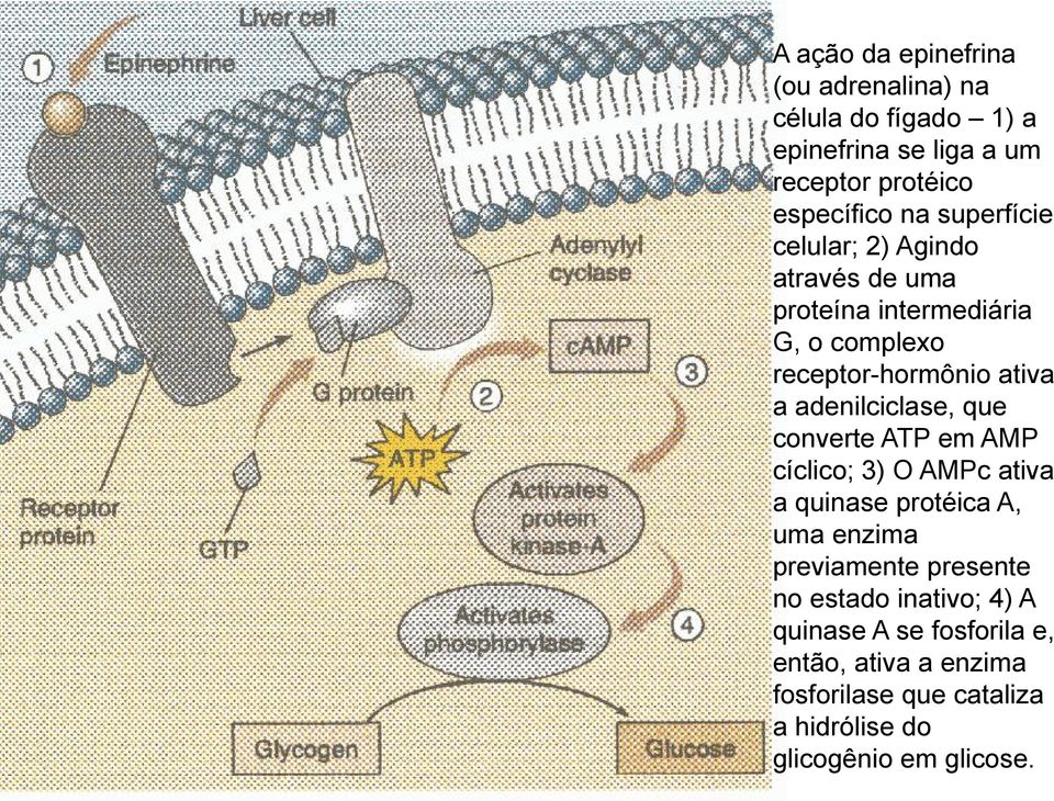 adenilciclase, que converte ATP em AMP cíclico; 3) O AMPc ativa a quinase protéica A, uma enzima previamente presente