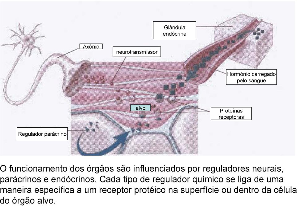 por reguladores neurais, parácrinos e endócrinos.