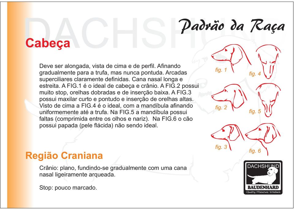 Visto de cima a FIG.4 é o ideal, com a mandíbula afinando uniformemente até a trufa. Na FIG.5 a mandíbula possui faltas (comprimida entre os olhos e nariz). Na FIG.6 o cão possui papada (pele flácida) não sendo ideal.