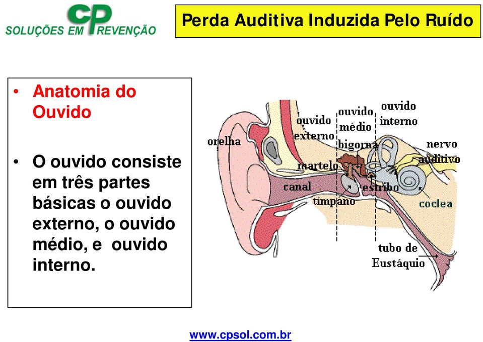 básicas o ouvido externo, o