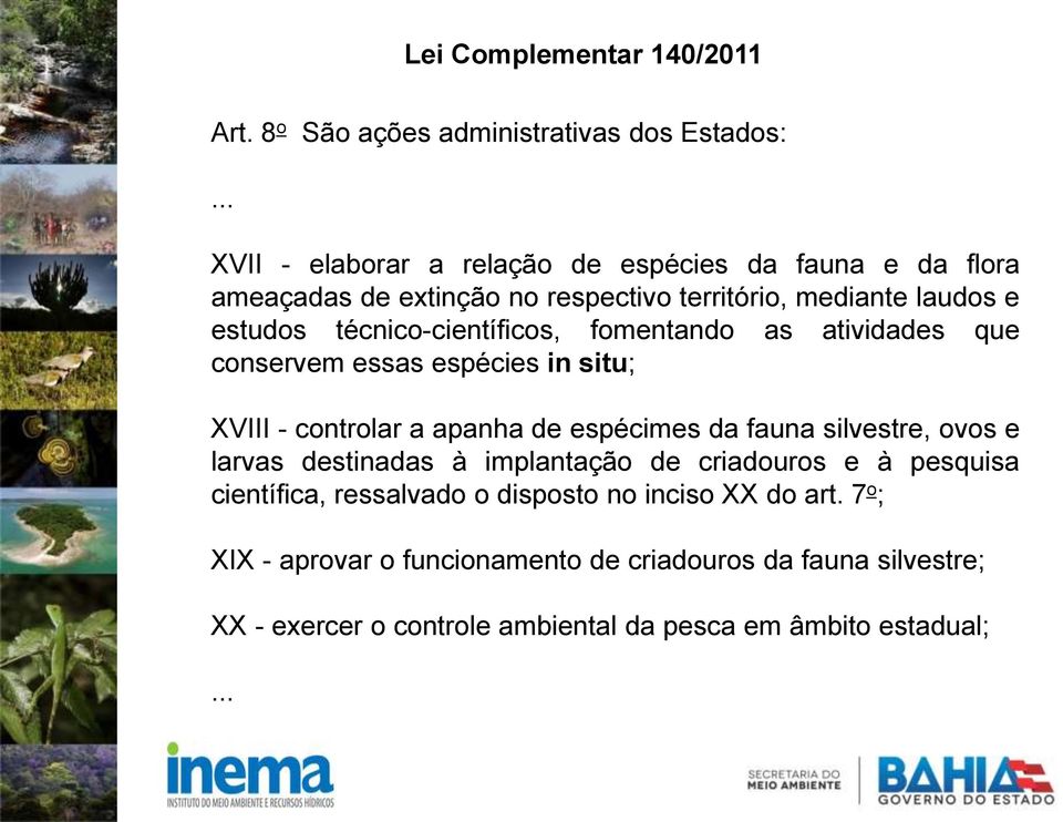 técnico-científicos, fomentando as atividades que conservem essas espécies in situ; XVIII - controlar a apanha de espécimes da fauna silvestre, ovos e