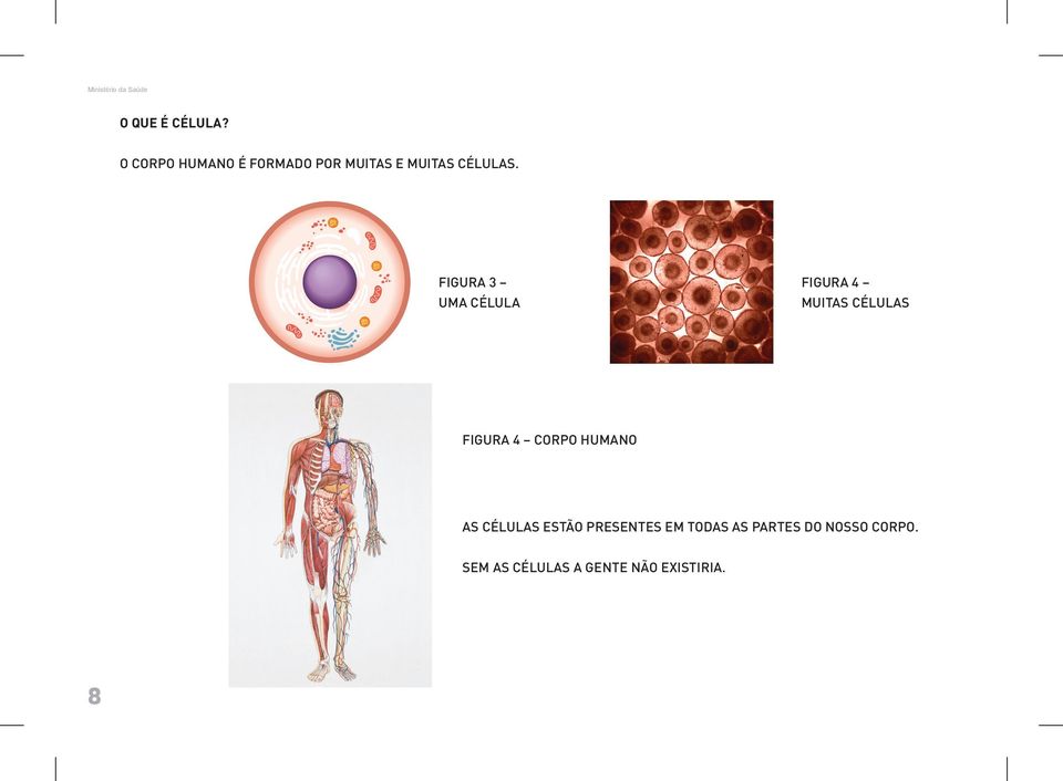 FIGURA 3 UMA CÉLULA FIGURA 4 MUITAS CÉLULAS FIGURA 4 Corpo