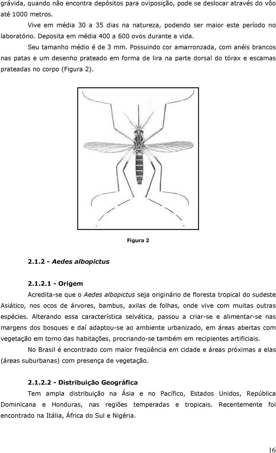 Possuindo cor amarronzada, com anéis brancos nas patas e um desenho prateado em forma de lira na parte dorsal do tórax e escamas prateadas no corpo (Figura 2)