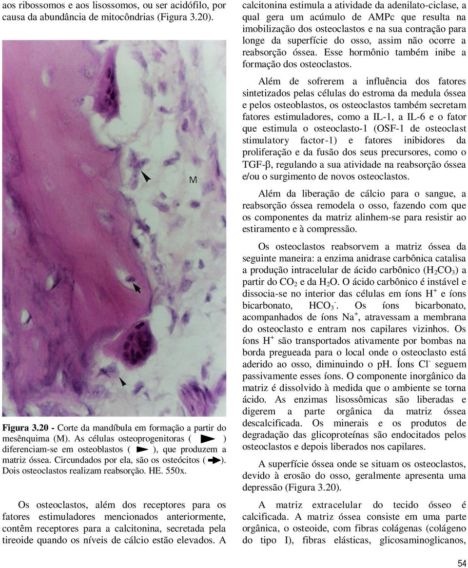 Os osteoclastos, além dos receptores para os fatores estimuladores mencionados anteriormente, contêm receptores para a calcitonina, secretada pela tireoide quando os níveis de cálcio estão elevados.