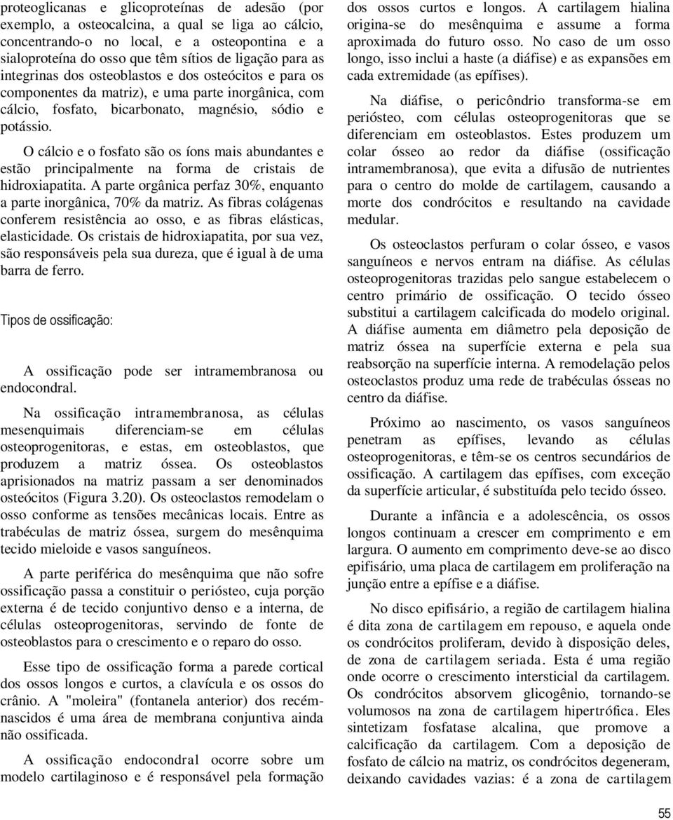 O cálcio e o fosfato são os íons mais abundantes e estão principalmente na forma de cristais de hidroxiapatita. A parte orgânica perfaz 30%, enquanto a parte inorgânica, 70% da matriz.