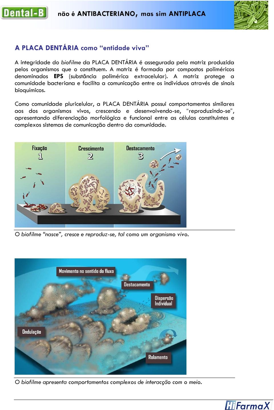 A matriz protege a comunidade bacteriana e facilita a comunicação entre os indivíduos através de sinais bioquímicos.