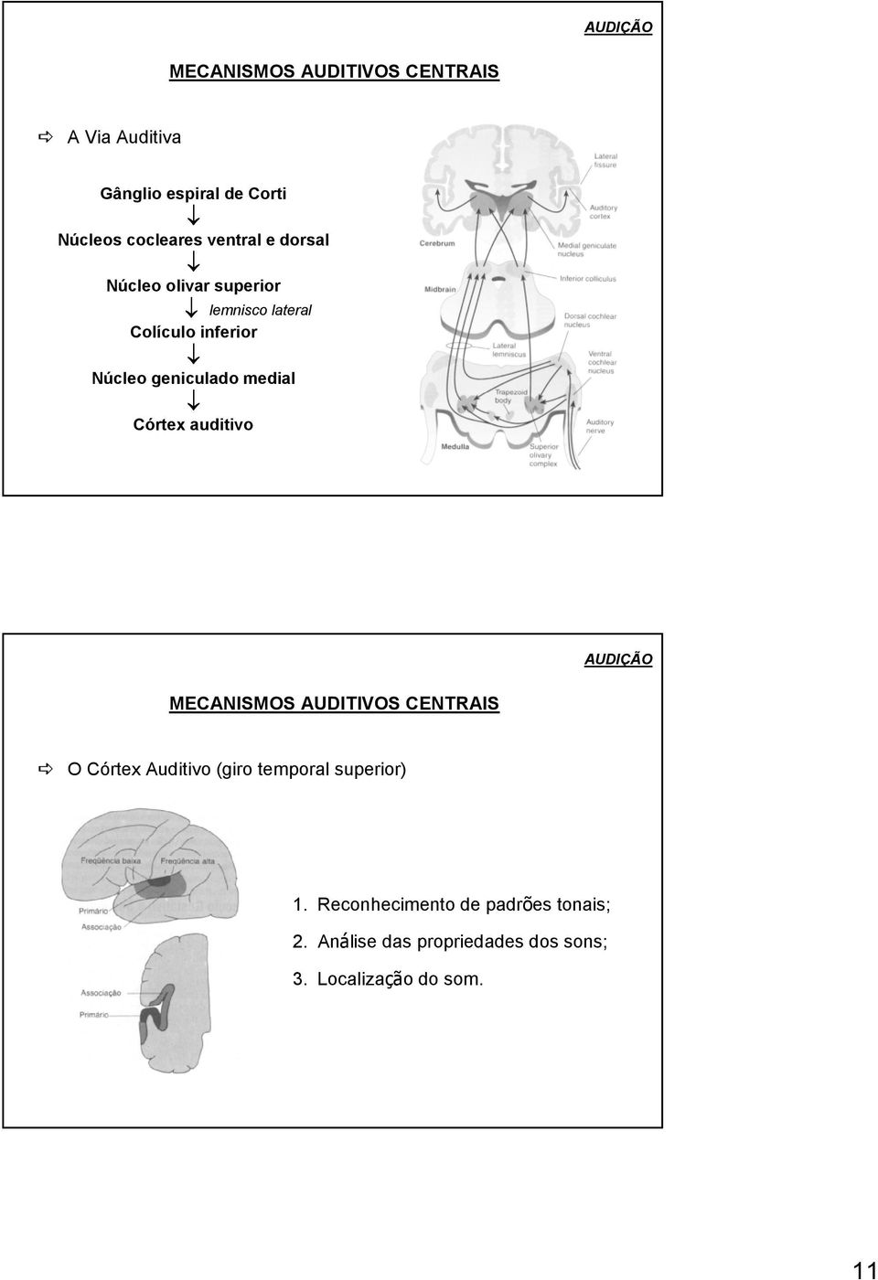 medial Córtex auditivo MECANISMOS AUDITIVOS CENTRAIS O Córtex Auditivo (giro temporal