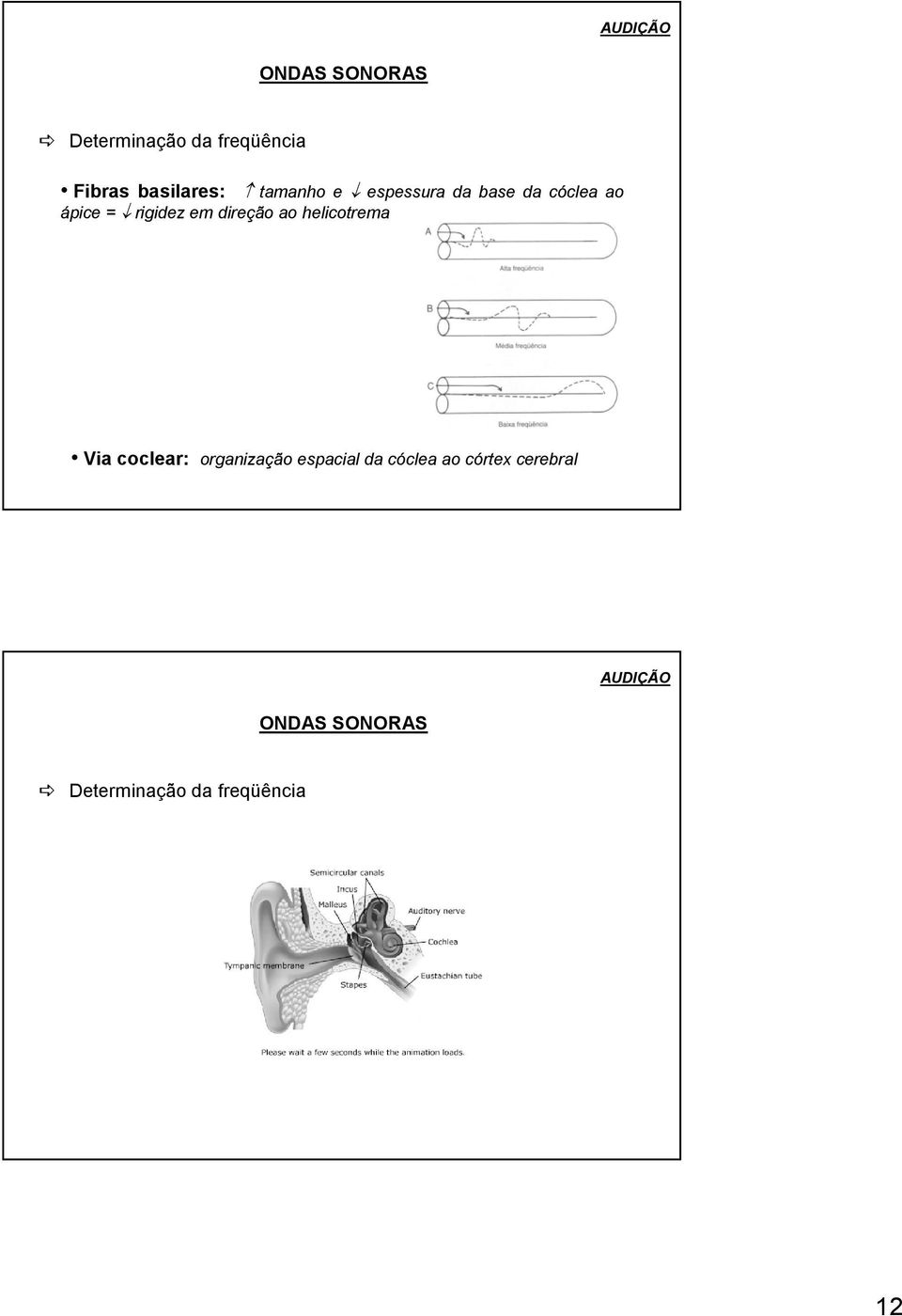 direção ao helicotrema Via coclear: organização espacial da