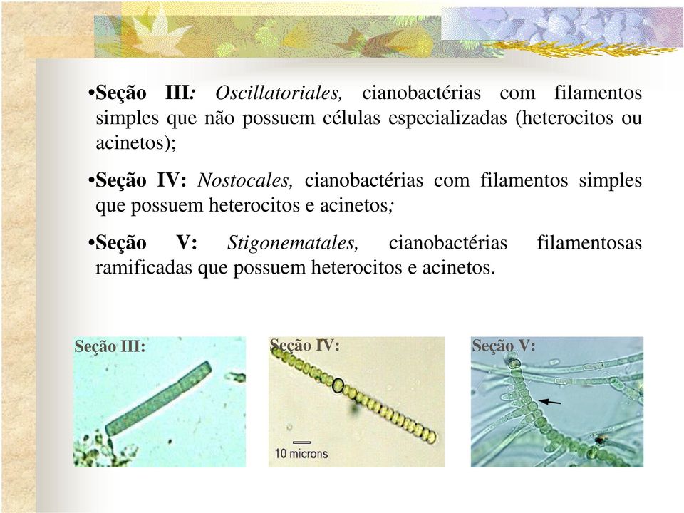 filamentos simples que possuem heterocitos e acinetos; Seção V: Stigonematales,