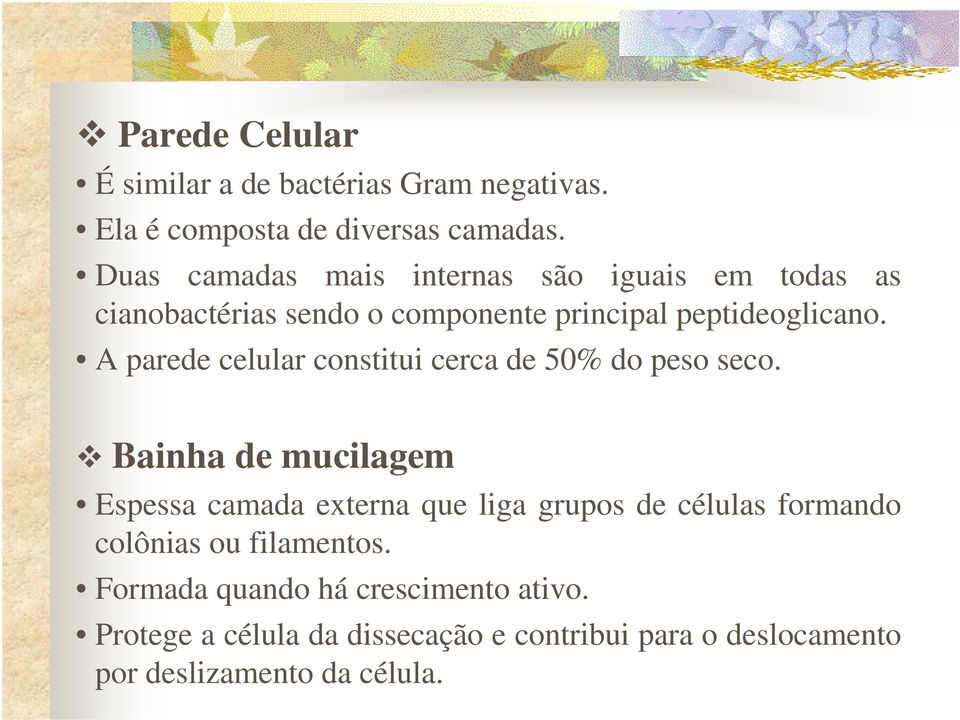 A parede celular constitui cerca de 50% do peso seco.