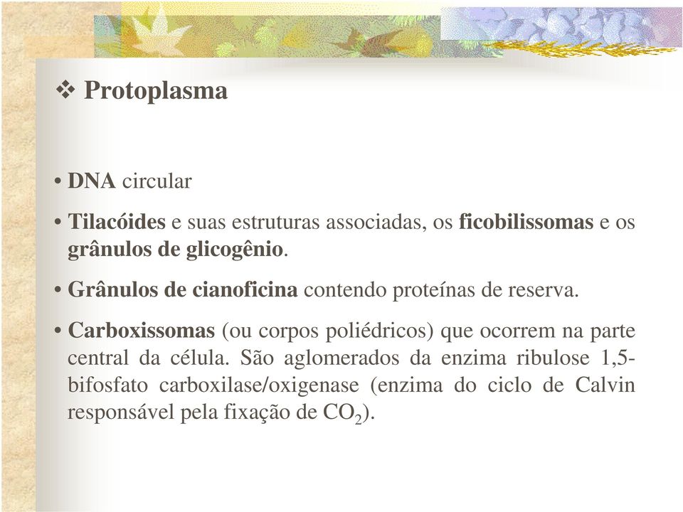 Carboxissomas (ou corpos poliédricos) que ocorrem na parte central da célula.