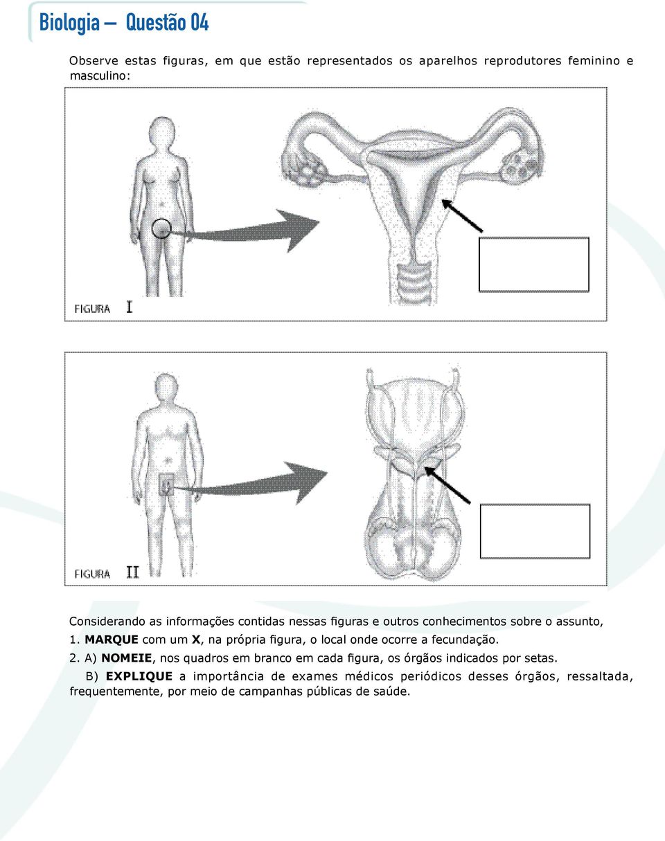 MARQUE com um X, na própria figura, o local onde ocorre a fecundação. 2.