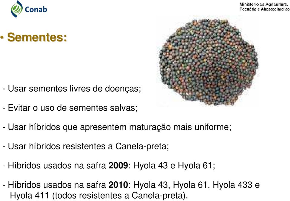 Canela-preta; - Híbridos usados na safra 2009: Hyola 43 e Hyola 61; - Híbridos usados