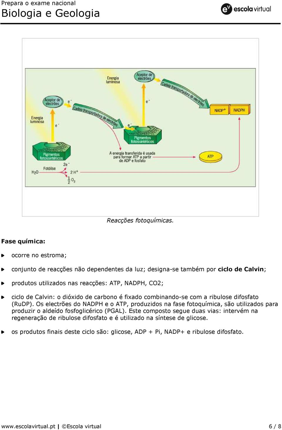 NADPH, CO2; ciclo de Calvin: o dióxido de carbono é fixado combinando-se com a ribulose difosfato (RuDP).