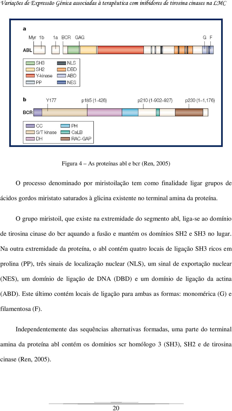 Na outra extremidade da proteína, o abl contém quatro locais de ligação SH3 ricos em prolina (PP), três sinais de localização nuclear (NLS), um sinal de exportação nuclear (NES), um domínio de