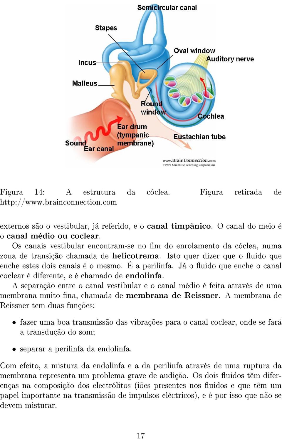 Já o uido que enche o canal coclear é diferente, e é chamado de endolinfa.