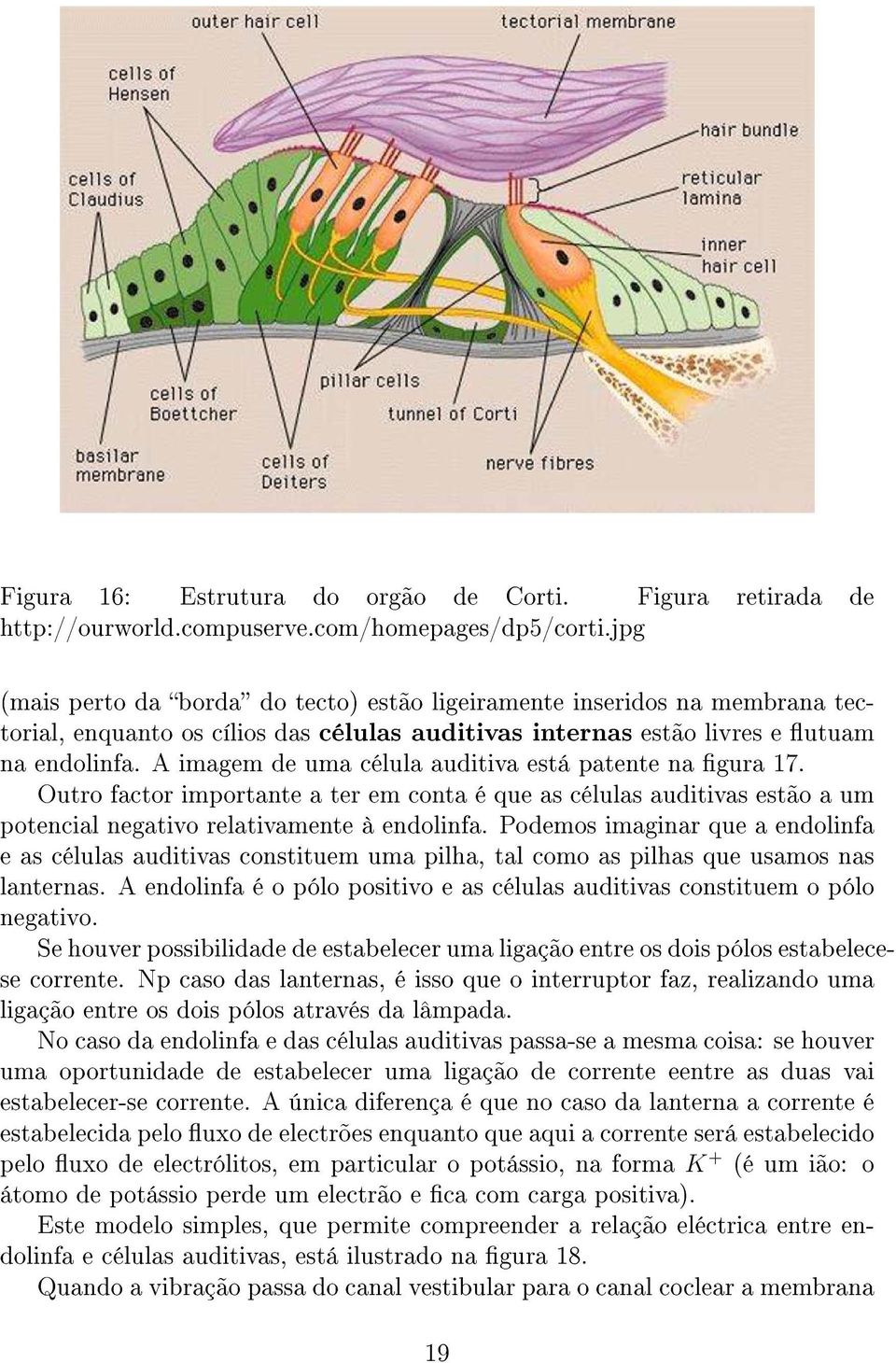 A imagem de uma célula auditiva está patente na gura 17. Outro factor importante a ter em conta é que as células auditivas estão a um potencial negativo relativamente à endolinfa.