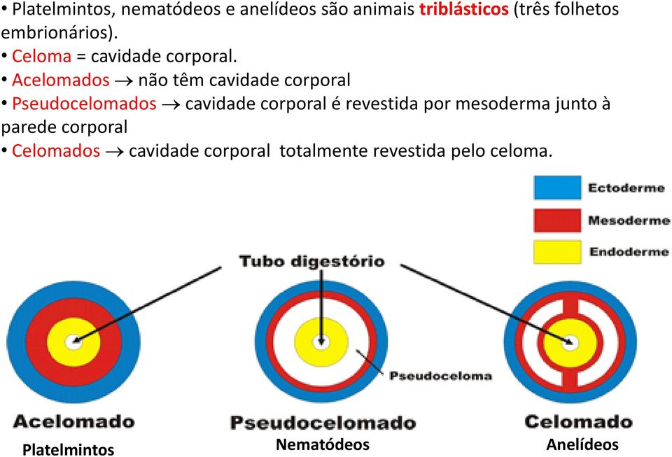 Acelomados não têm cavidade corporal Pseudocelomados cavidade corporal é revestida