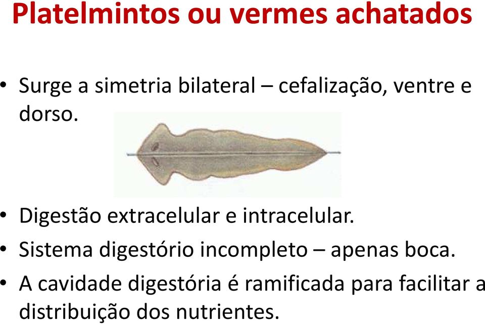 Digestão extracelular e intracelular.