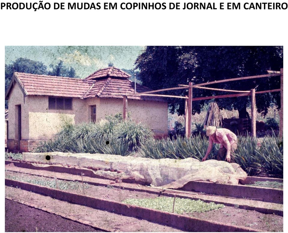 COPINHOS DE