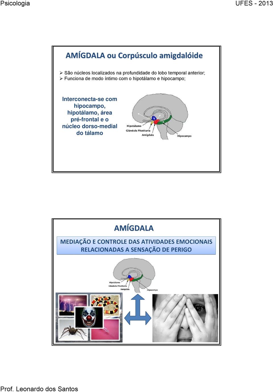 Interconecta-se com hipocampo, hipotálamo, área pré-frontal e o núcleo dorso-medial