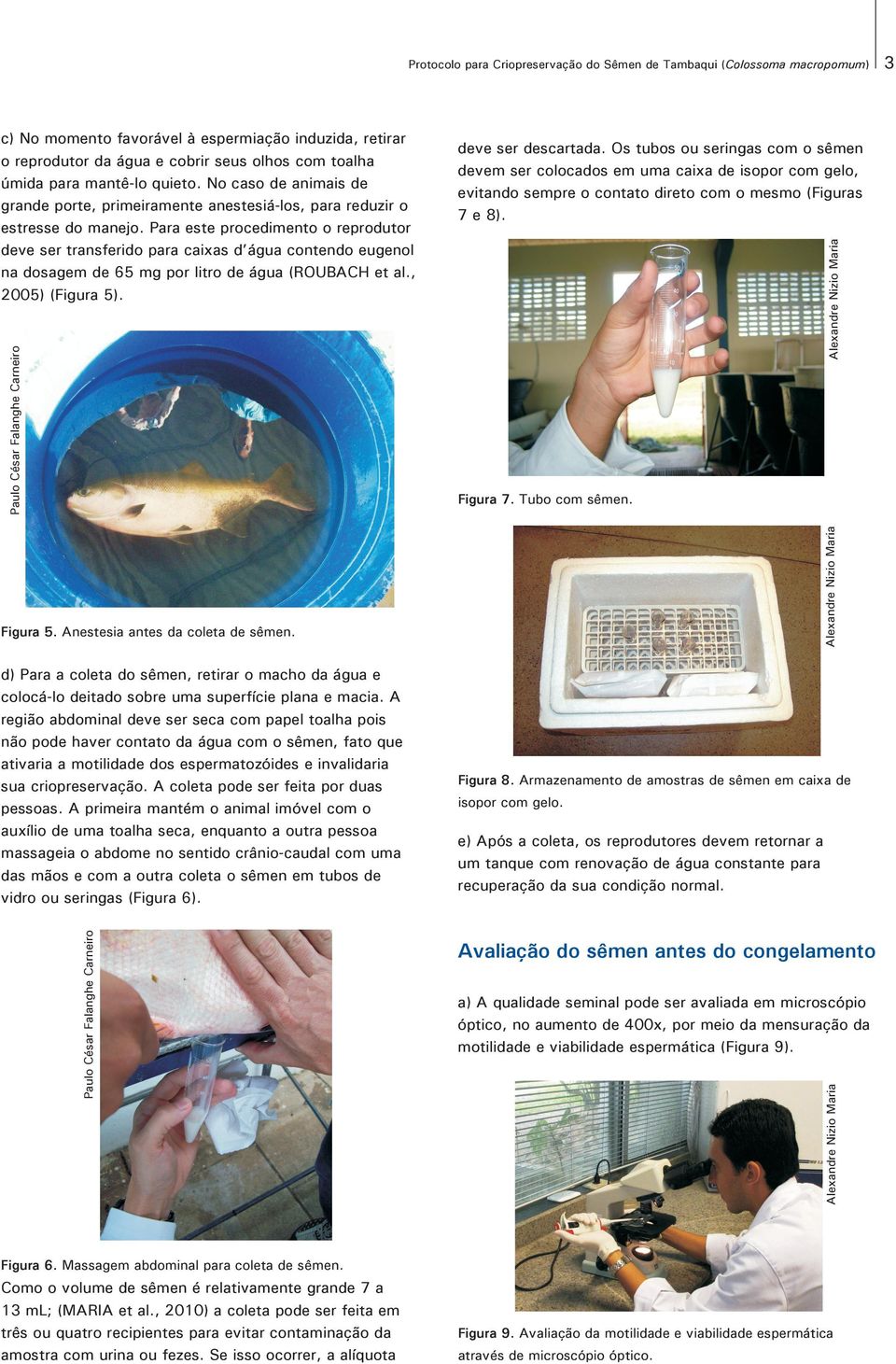 c) No momento favorável à espermiação induzida, retirar o reprodutor da água e cobrir seus olhos com toalha úmida para mantê-lo quieto.