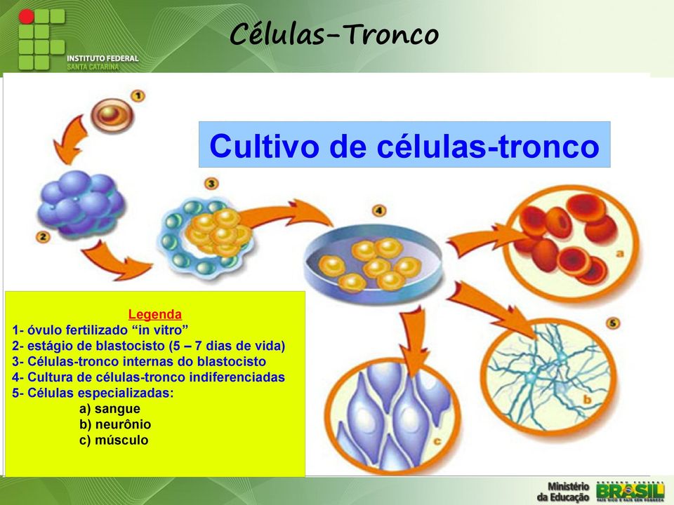 3- Células-tronco internas do blastocisto 4- Cultura de