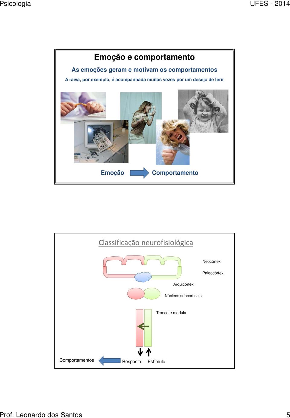 Classificação neurofisiológica Neocórtex Paleocórtex Arquicórtex Núcleos