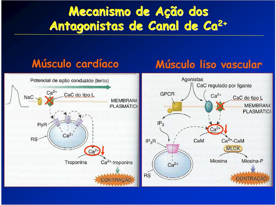 de Ca 2+ Músculo