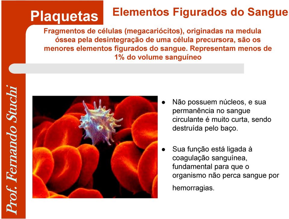 Representam menos de 1% do volume sanguíneo Não possuem núcleos, e sua permanência no sangue circulante é muito