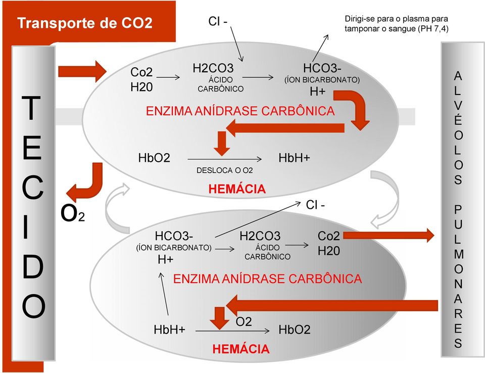 CARBÔNICA HbO2 HbH+ DESLOCA O O2 HEMÁCIA Cl - 2 HCO3(ÍON BICARBONATO) H+ H2CO3 ÁCIDO