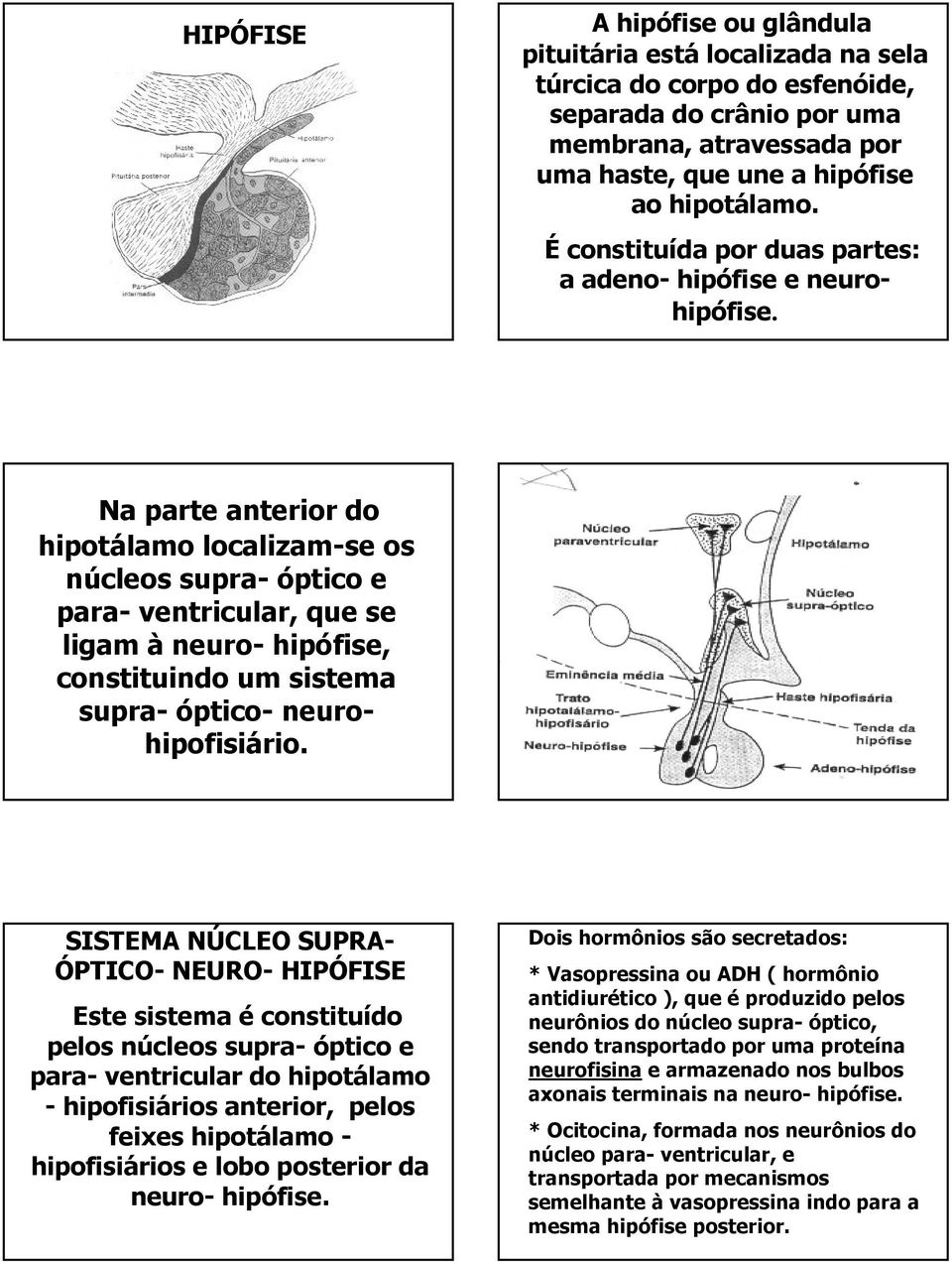 Na parte anterior do hipotálamo localizam-se os núcleos supra- óptico e para- ventricular, que se ligam à neuro- hipófise, constituindo um sistema supra- óptico- neurohipofisiário.